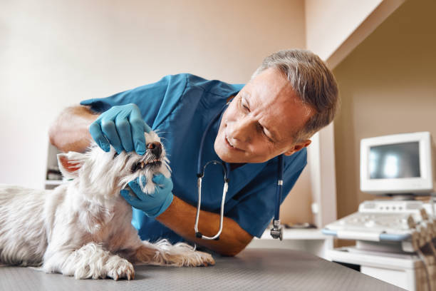 Best Weekend Emergency Dentist in Kentland, IN